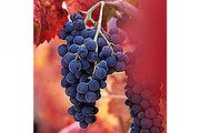 葡萄酒入門系列報導之一，認識葡萄品種 (一)