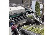 2008年加州Sonoma葡萄採收，量少質精