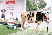 聖．蕾米法國白蘭地奶酒在臺上市