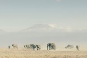 Land Rover贊助Born Free基金會 共同關懷全球大象保育工作