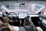 Tesla品牌車輛功能更新！新增狗狗模式來保護你的狗狗